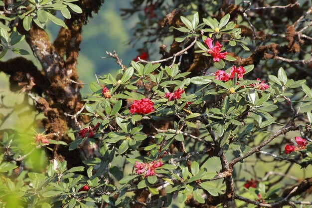 Foto uma rosa de mil anos, uma flor selvagem no norte da tailândia.