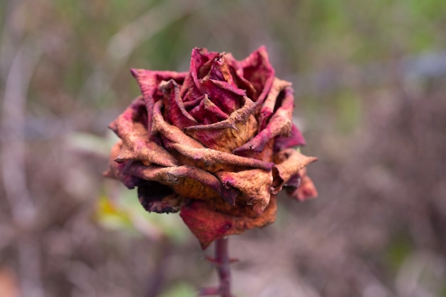 Foto uma rosa depois da geada