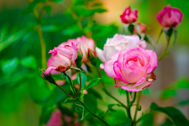 Uma rosa floresce na natureza