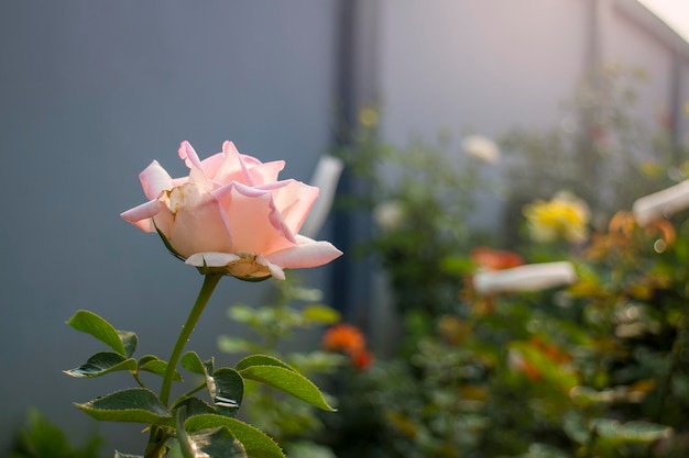 Foto uma rosa lilás rosa em tons pastel florescendo florescendo na luz da manhã