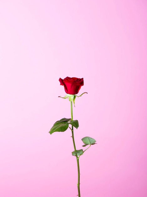 Uma rosa na frente de um fundo roxo