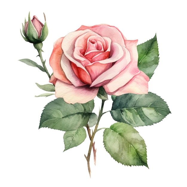 Uma rosa rosa com folhas verdes e um fundo branco