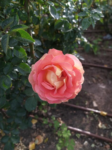 Foto uma rosa rosa com pétalas amarelas e pétalas rosas