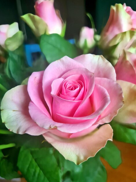 Uma rosa rosa com um caule verde