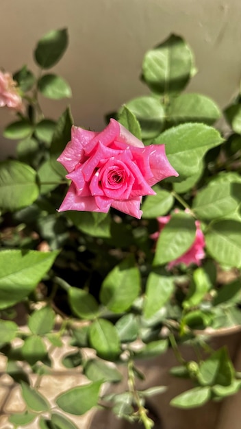 Uma rosa rosa com um centro branco e um centro preto.