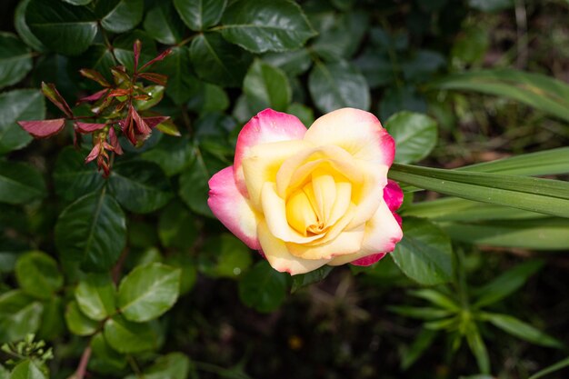 Uma rosa rosa e amarela está florescendo em um jardim.