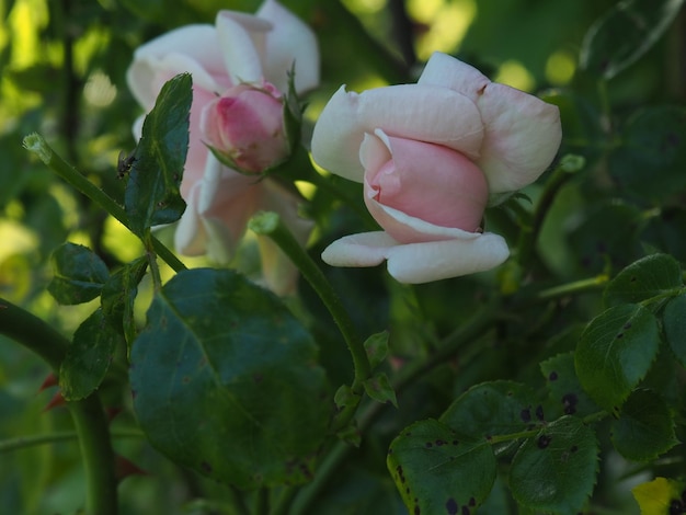 Uma rosa rosa está no meio de uma folha verde.