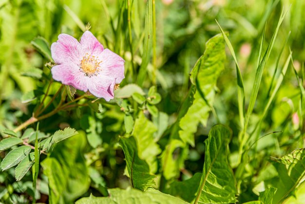 Uma rosa selvagem crescendo ao lado de uma estrada rural