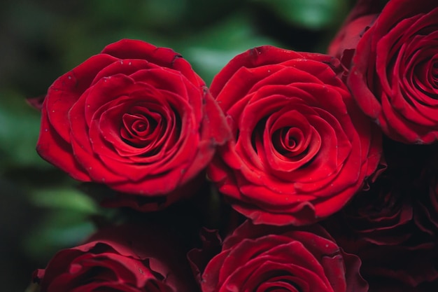 Uma rosa vermelha é refletida em um espelho.