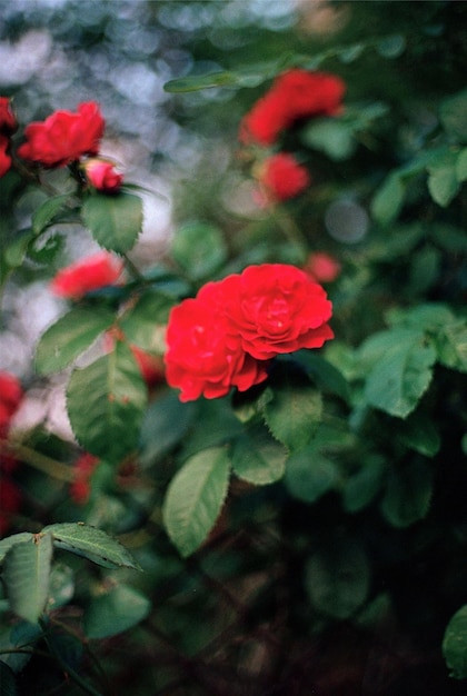 Uma rosa vermelha em um arbusto