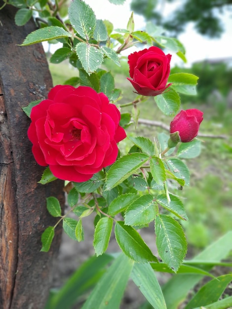 Uma rosa vermelha está em um tronco com folhas verdes.
