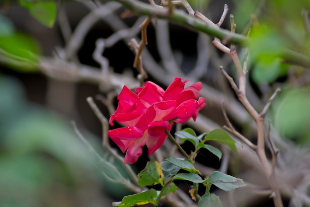 Uma rosa vermelha isolada