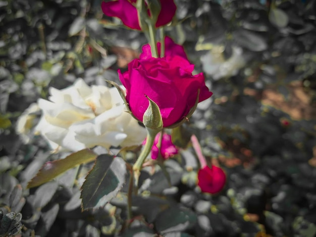 Uma rosa vermelha num jardim