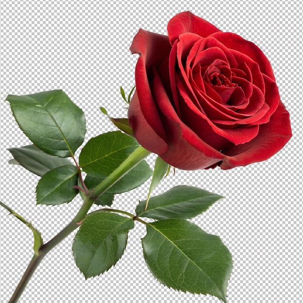Uma rosa vermelha vibrante perfeitamente capturada contra um fundo transparente