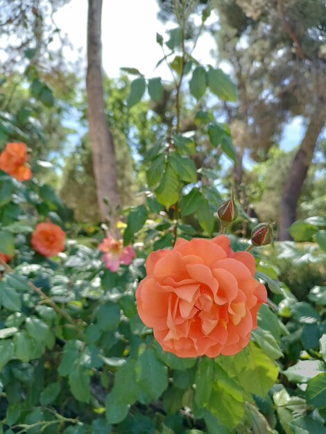 Uma roseira com flores cor de rosa e folhas verdes.