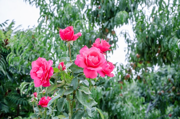 Foto uma roseira rosa com folhas verdes e uma árvore verde ao fundo.