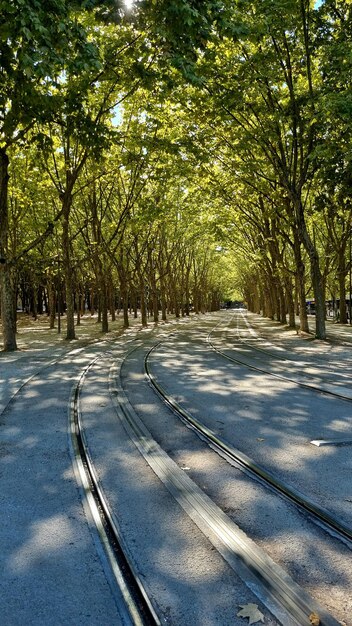 Uma rua arborizada com um trilho de trem que diz "os trilhos do trem"