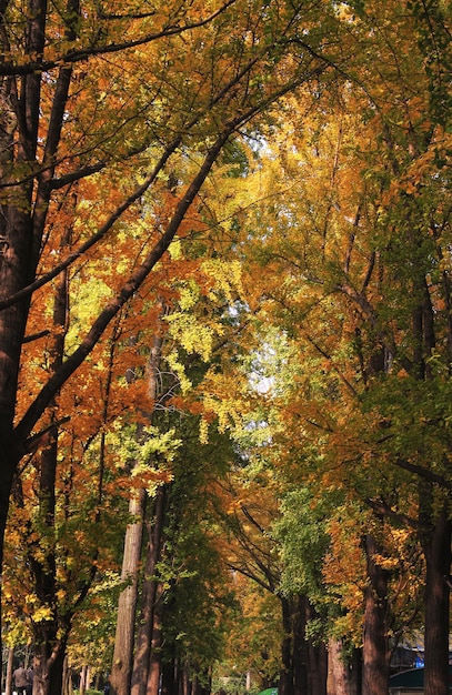 Uma rua arborizada de ginkgo com folhas amarelas