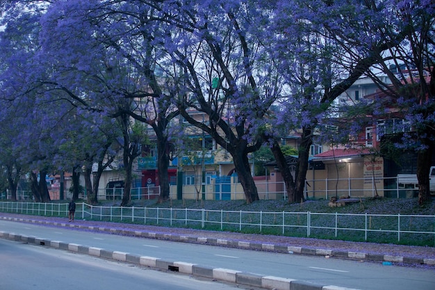 Uma rua com uma árvore e um prédio ao fundo