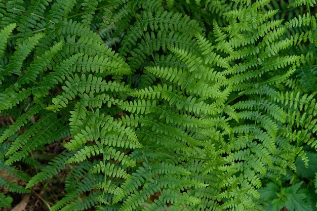 Foto uma samambaia verde exuberante com muitas folhas