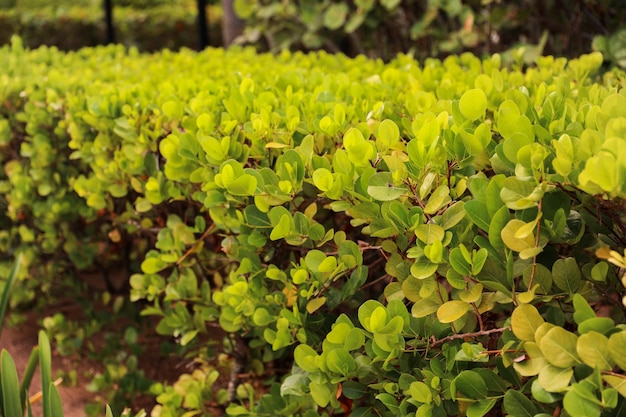 Uma sebe de folhas verdes com a palavra " mar " no topo.