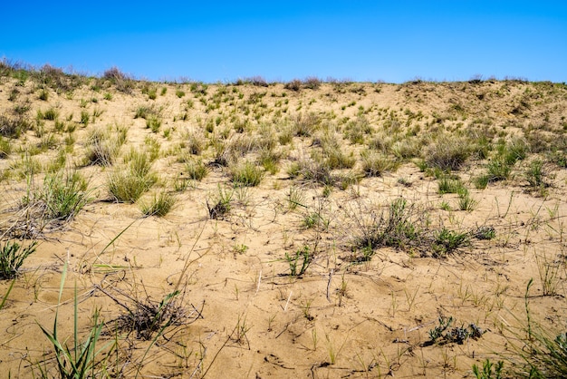 Uma seção do deserto de primavera com dunas de areia e vegetação esparsa