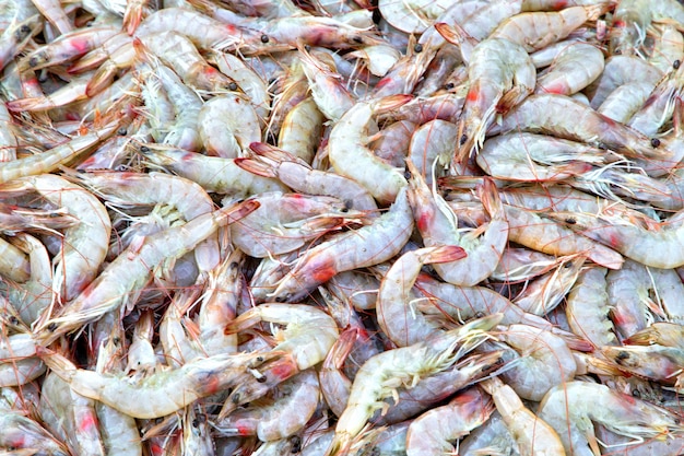 Uma seleção de camarão em um mercado de peixe. Frutos do mar frescos no mercado de peixe. Camarão fresco no gelo.