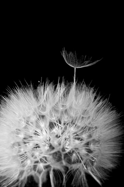 Foto uma semente solitária de dente-de-leão se separa da planta-mãe. fotografia em preto e branco.