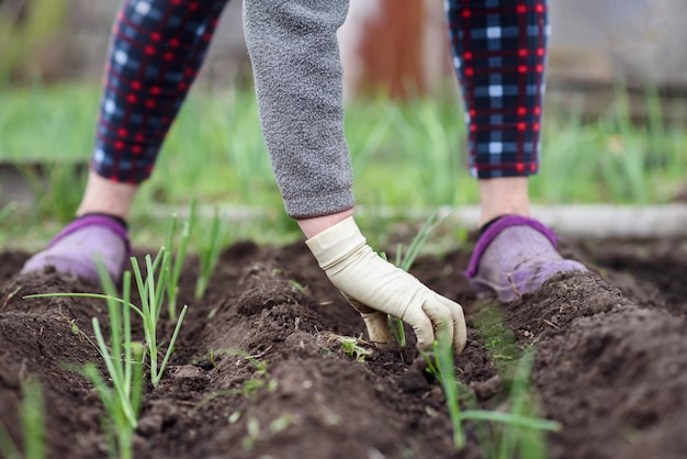 Uma senhora idosa está plantando mudas de cebola jovens em seu jardim na aldeia