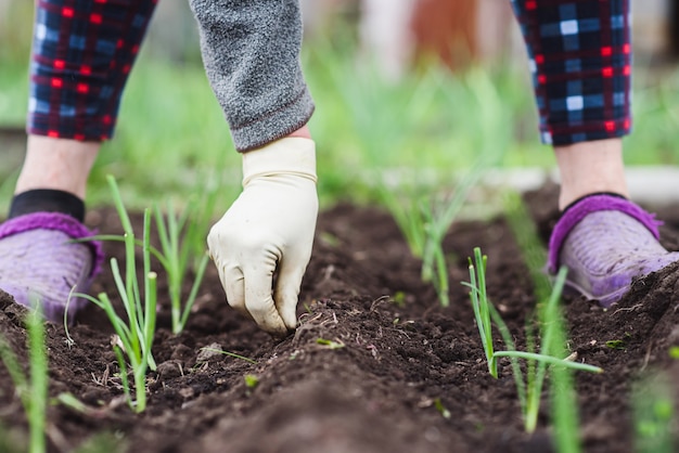 Uma senhora idosa está plantando mudas de cebola jovens em seu jardim na aldeia