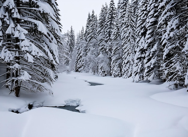 Uma serena floresta de inverno coberta de frescos pinheiros de neve carregados de branco um riacho tranquilo halffrozen