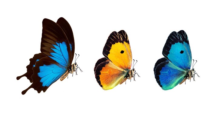 Foto uma série de borboletas com cores e cores diferentes.