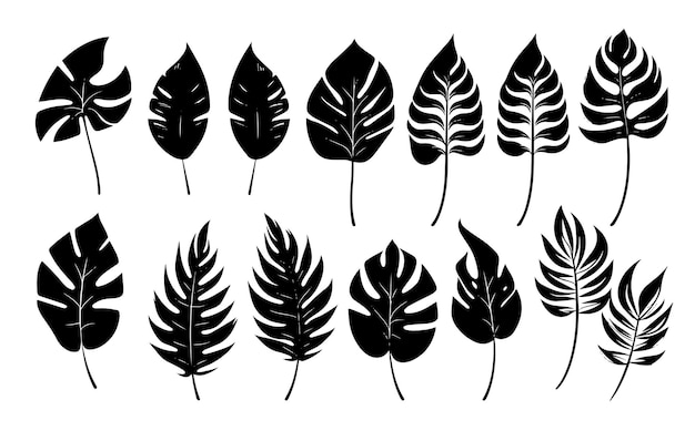 Uma série de ilustrações em preto e branco de folhas e plantas.