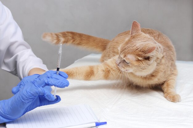 Uma seringa na mão do veterinário e um gato ruivo que não quer ser vacinado. Vacinação do conceito de animais de estimação. Um gato atacando um veterinário.