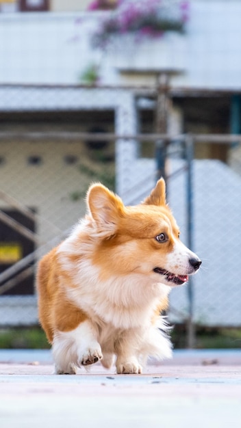 Uma sessão de fotos ao ar livre fotografia de animais de estimação pembroke galês fofo cachorro corgi correndo no parque no brilho do sol da manhã