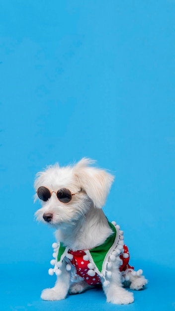 Uma sessão de fotos de cachorro maltês branco com camisa de natal ou vestido com fundo azul