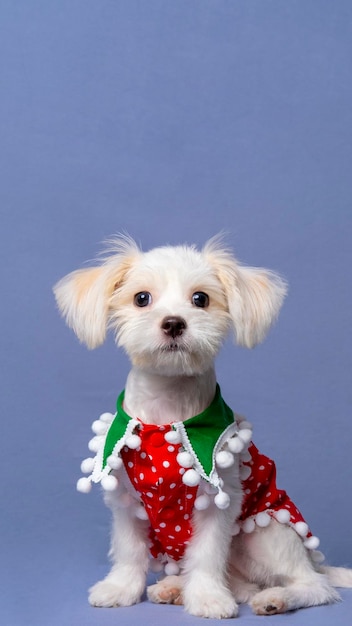 Uma sessão de fotos de cachorro maltês branco com camisa de natal ou vestido com fundo cinza