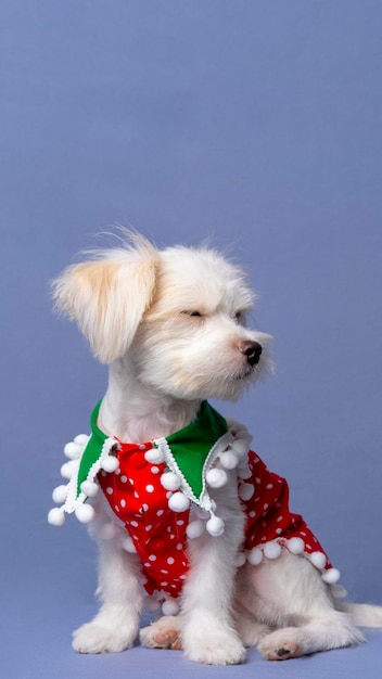 Foto uma sessão de fotos de cachorro maltês branco com camisa de natal ou vestido com fundo cinza