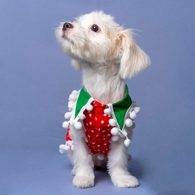 Foto uma sessão de fotos de cachorro maltês branco com camisa de natal ou vestido com fundo cinza