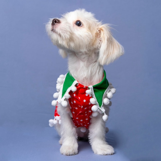 Uma sessão de fotos de cachorro maltês branco com camisa de natal ou vestido com fundo cinza