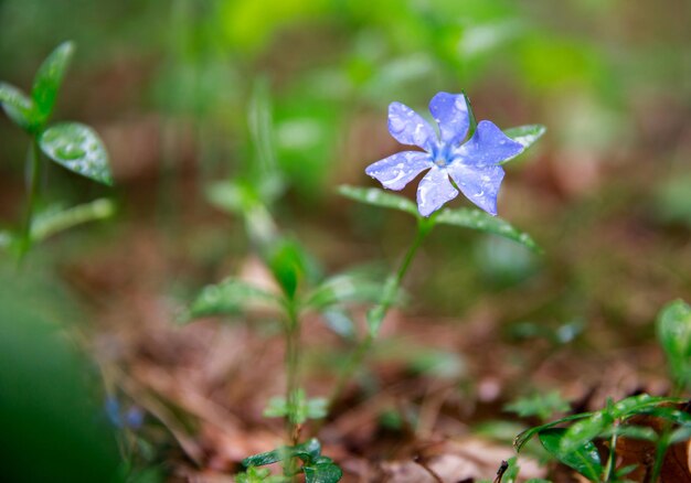 Uma sutil flor roxa da floresta