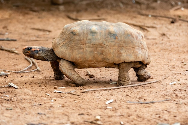 Uma tartaruga caminha por uma estrada de terra.