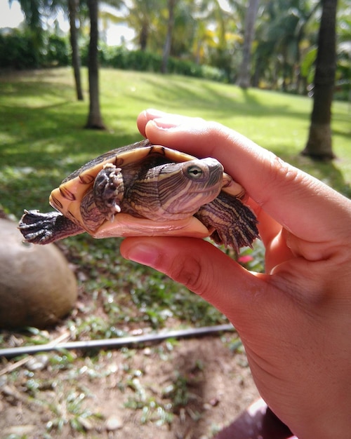 Foto uma tartaruga cortada com a mão.