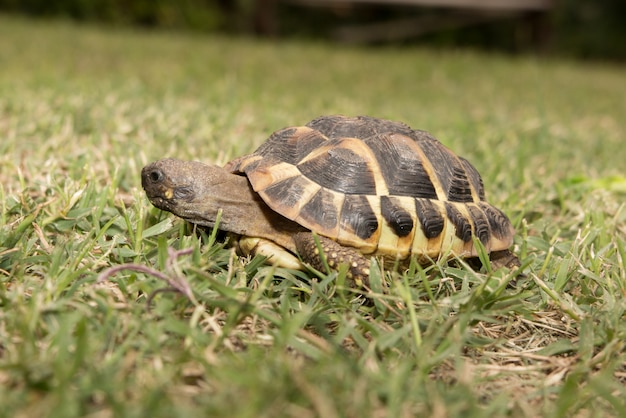 Uma tartaruga de florestas andando em uma grama verde