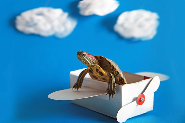 Uma tartaruga engraçada voando em um avião de papel sobre um fundo azul