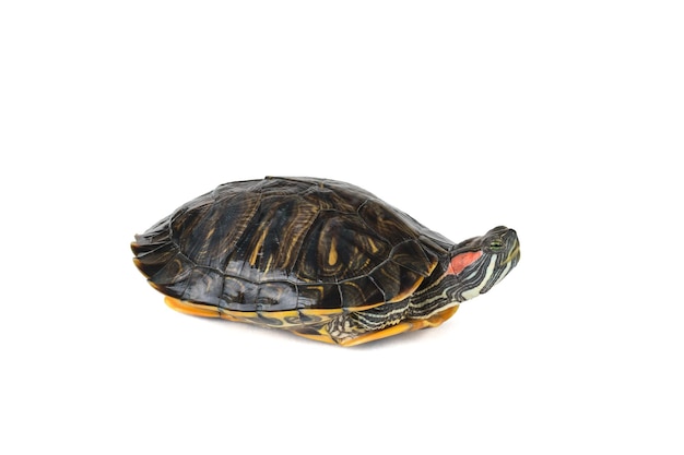Uma tartaruga isolada em um fundo branco escondendo suas pernas em uma concha o habitante do terrário