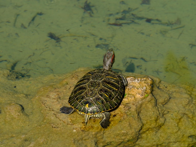 Foto uma tartaruga na lagoa