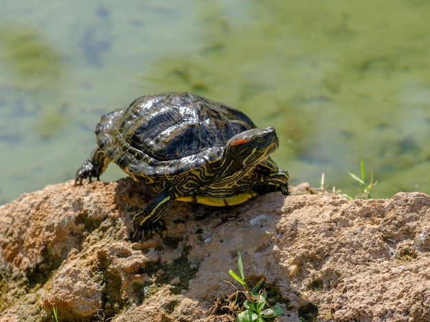 Uma tartaruga na lagoa