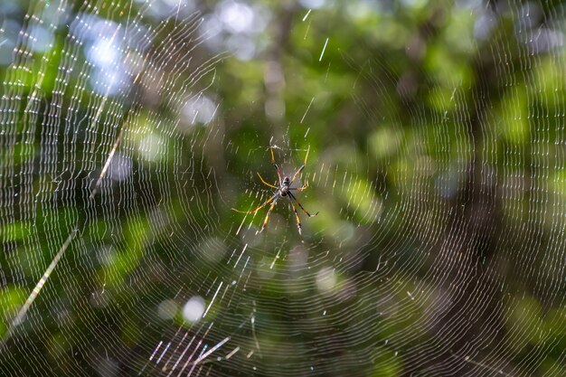 Uma teia com uma aranha, com um fundo verde borrado