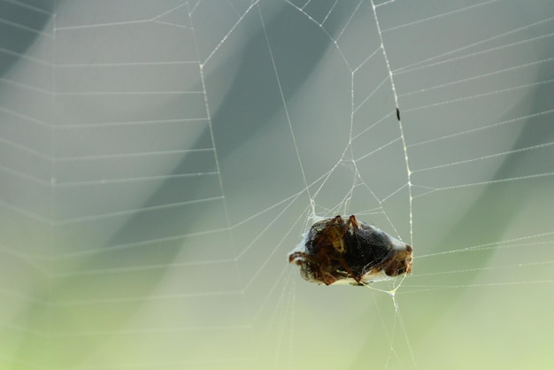 Uma teia de aranha com uma vítima de aranha enrolada em fios um inseto embrulhado que ficou preso na rede